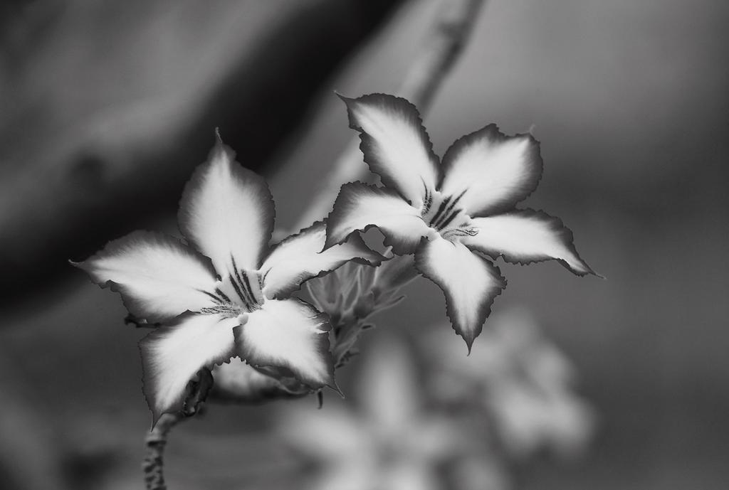 Impala Lily Βίλα Marloth Park Εξωτερικό φωτογραφία